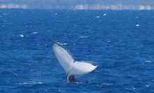 Blue Mackerel pushes on with assessing Gippsland offshore wind plan